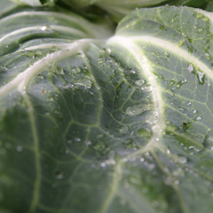 Legumes