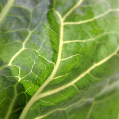 Legumes
