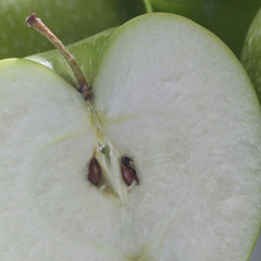 Maçã