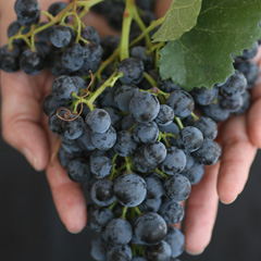 Uvas